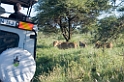 Serengeti lion00